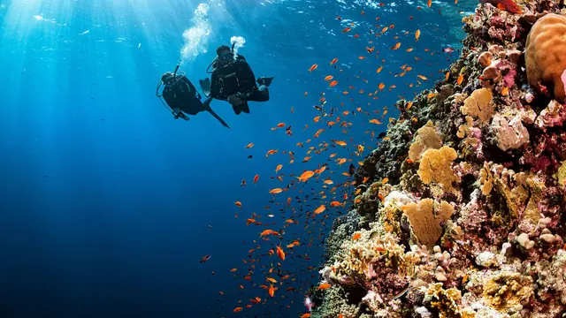 Medusadive, Barcelona